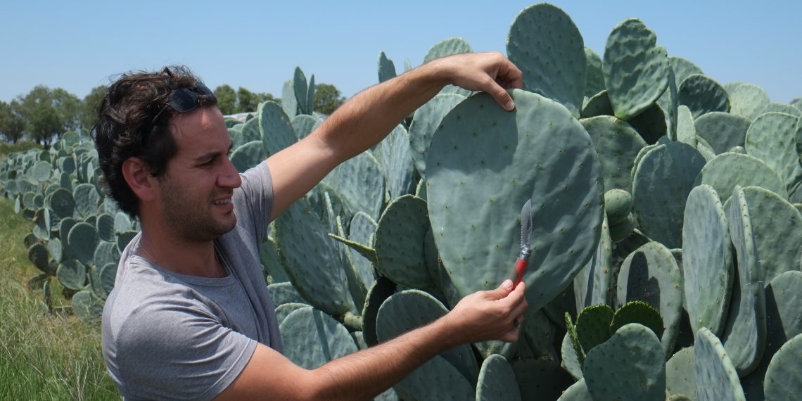 The spineless cactus, a promising source of sustainable energy
