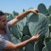 The spineless cactus, a promising source of sustainable energy