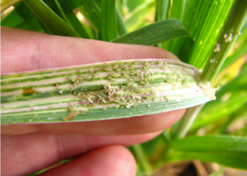 Imminent danger of RWASA biotype-5 to wheat production in South Africa and neighbouring countries