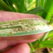 Imminent danger of RWASA biotype-5 to wheat production in South Africa and neighbouring countries