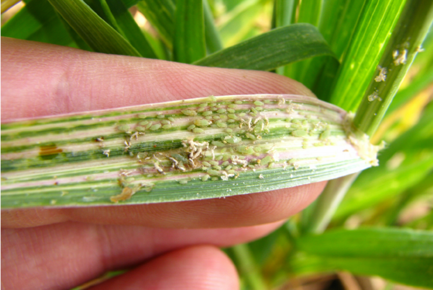 Imminent danger of RWASA biotype-5 to wheat production in South Africa and neighbouring countries