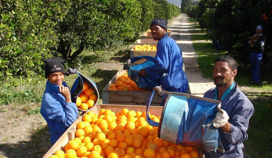 South African citrus farmers dispute EU’s ‘unjustified and discriminatory’ regulations