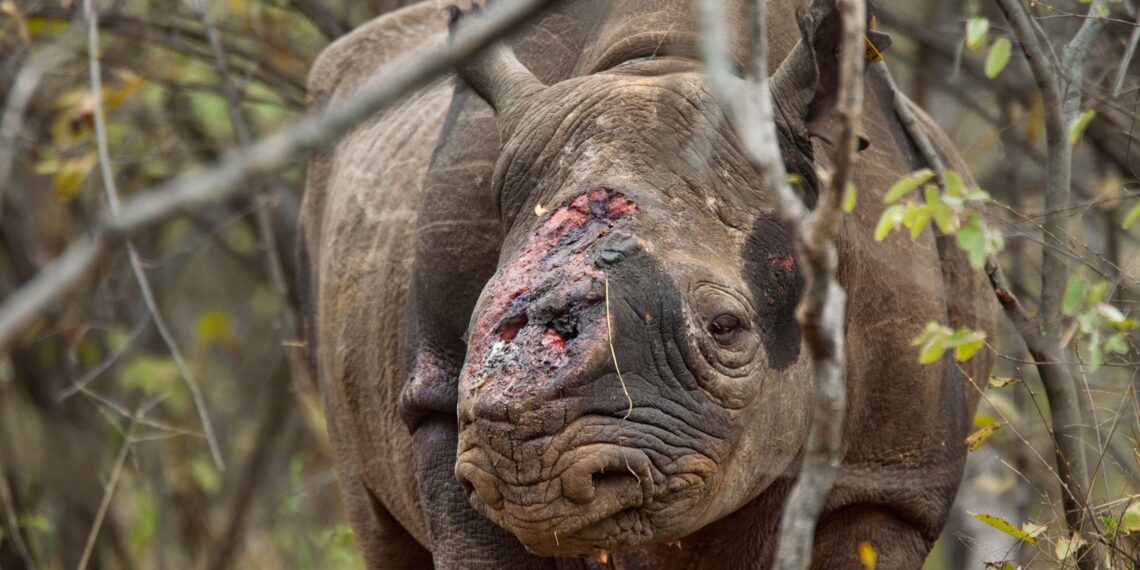 Rhino poaching continues to decrease as joint initiatives pay dividends
