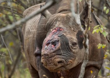 Rhino poaching continues to decrease as joint initiatives pay dividends