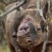 Rhino poaching continues to decrease as joint initiatives pay dividends