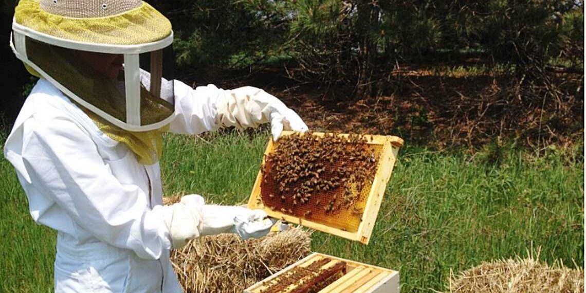 Bees