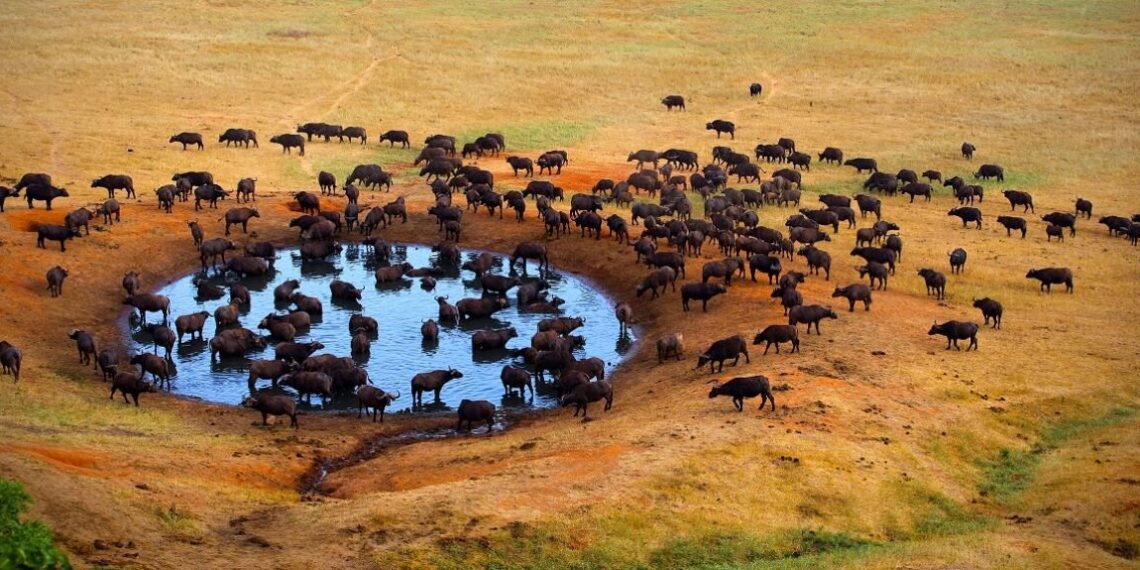 Experts call for collective efforts to boost Africa's nature conservation