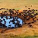 Experts call for collective efforts to boost Africa's nature conservation