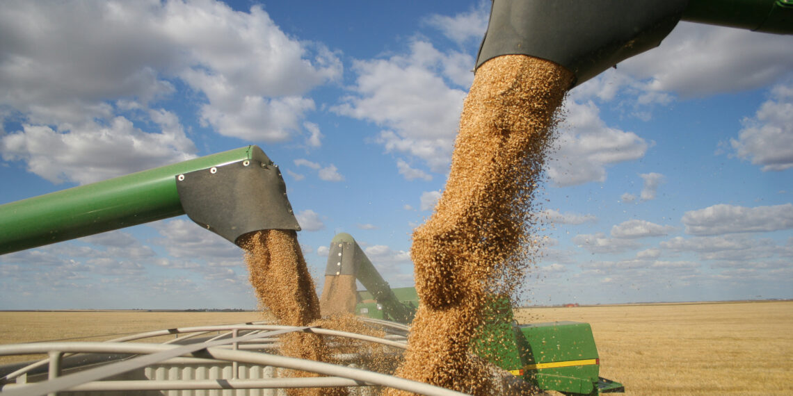 Food insecurity looms for low-income countries in Mideast, Africa amid Black Sea grain deal stalemate