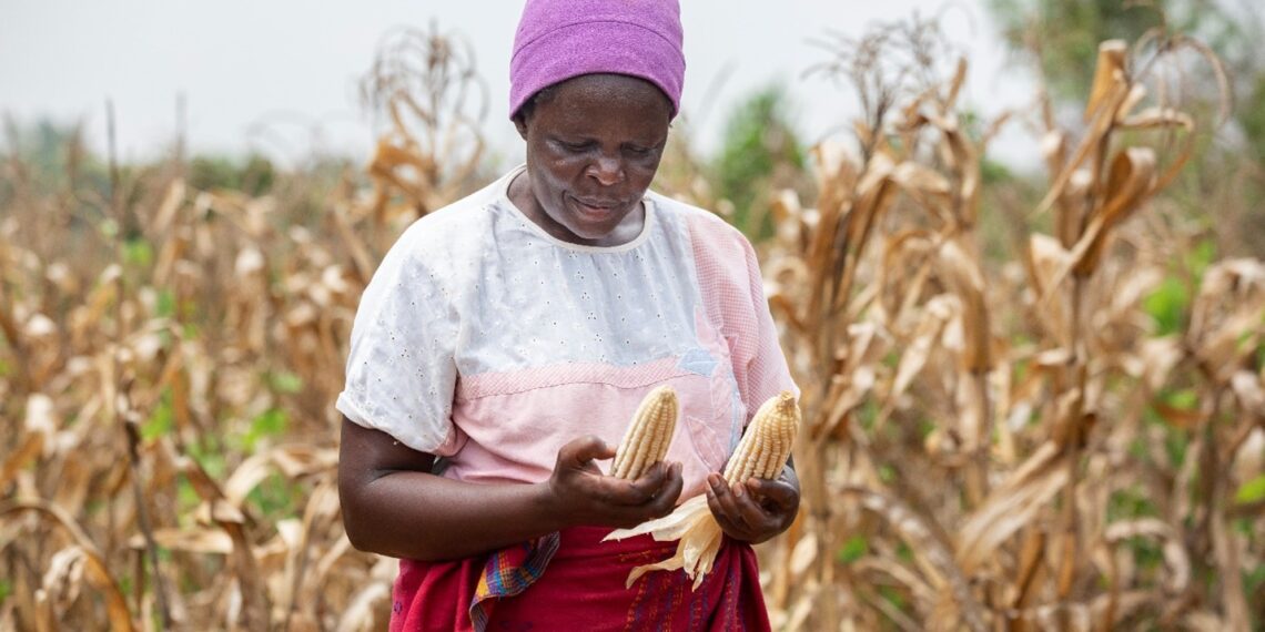 Kenya-China agricultural cooperati on aiding hunger fight, rural transformation