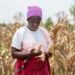 Kenya-China agricultural cooperati on aiding hunger fight, rural transformation