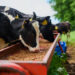 Tanzania invites investors in animal feed production