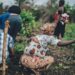 farmers hit hard by the impact of load shedding