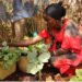 Kitchen gardening