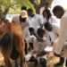 Southern African nations meet in Namibia to combat transboundary animal diseases