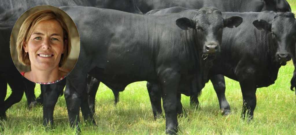beef farming with Drakensburger cattle