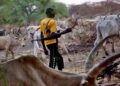 Armed man walking with cows through dry bush