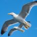Climate change threatening Albatrosses with extinction
