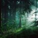 African Forest as a Carbon Catalyst