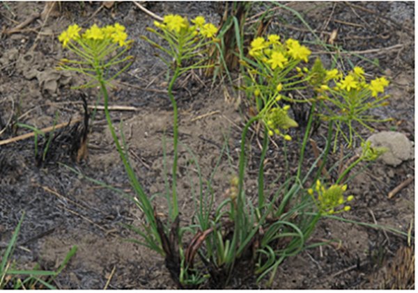 Bulbine