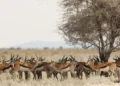 Herd of gazelle in savannah