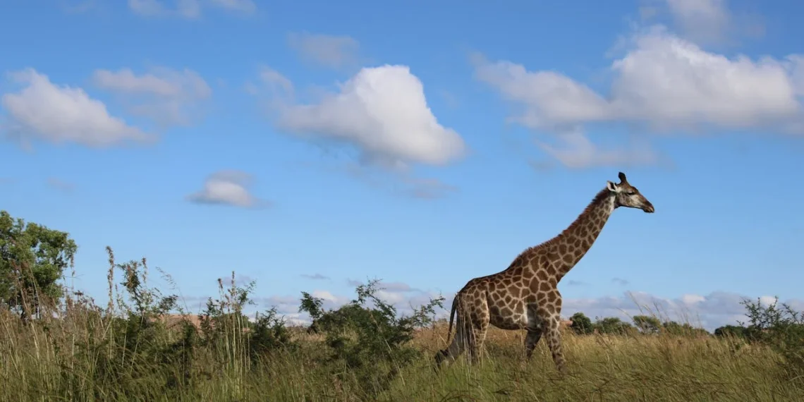 Celebrate Conservation During South African National Parks Week 2024