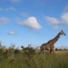 Celebrate Conservation During South African National Parks Week 2024