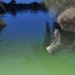 Lake Victoria is turning green