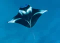 Manta Ray