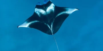 Manta Ray